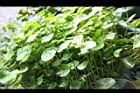 銅錢草01.JPG