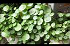 銅錢草02.JPG