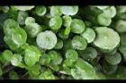 銅錢草08.JPG