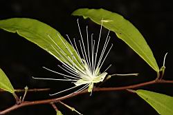 銳葉山柑-花09.JPG