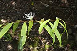 銳葉山柑04.JPG