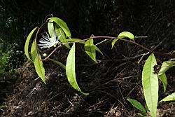 銳葉山柑07.JPG