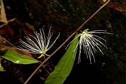 銳葉山柑10.JPG