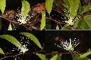 銳葉山柑-花1.jpg