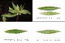 銳葉山柑-葉1.jpg