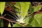 銳葉山柑-花06.JPG