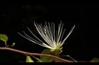銳葉山柑-花16.JPG