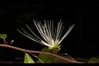 銳葉山柑-花17.JPG