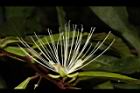 銳葉山柑-花19.JPG
