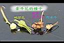 牽牛花-實-0.jpg