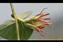 銳葉牽牛-花苞00.jpg
