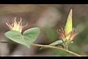 銳葉牽牛-花苞07.jpg