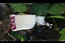 銳葉牽牛-花蕊00.jpg
