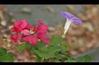 銳葉牽牛-花05.jpg