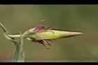 銳葉牽牛-花苞12.jpg