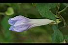 銳葉牽牛-花苞22.jpg