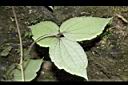銹毛鐵線蓮-葉背0.JPG