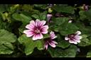 錦葵-花05.JPG