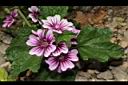 錦葵-花08.JPG