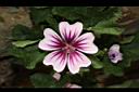 錦葵-花10.JPG