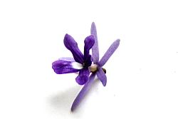 錫葉藤-花28.JPG