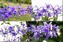錫葉藤-花1.jpg