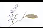 錫葉藤-花31.JPG
