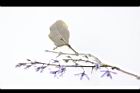 錫葉藤-花32.JPG