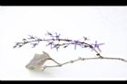 錫葉藤-花33.JPG