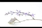 錫葉藤-花34.JPG