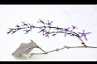 錫葉藤-花36.JPG