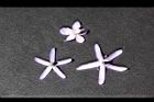 錫葉藤-花57.JPG