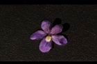 錫葉藤-花瓣2.JPG