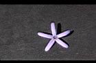 錫葉藤-花萼04.JPG