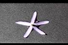 錫葉藤-花萼背00.JPG