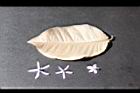 錫葉藤-葉正08.JPG