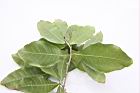 錫葉藤-葉背06.JPG