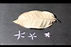 錫葉藤-葉背11.JPG