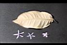 錫葉藤-葉背12.JPG
