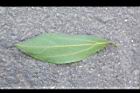 錫蘭肉桂-葉背01.JPG