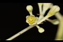 錫蘭肉桂-花02.JPG