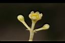 錫蘭肉桂-花05.JPG