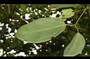 錫蘭肉桂-葉背00.JPG
