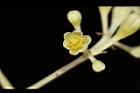 錫蘭肉桂-花00.JPG