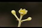 錫蘭肉桂-花06.JPG