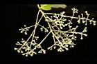 錫蘭肉桂-花序01.JPG