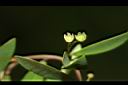 錫蘭葉下珠-花03.JPG