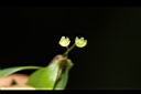 錫蘭葉下珠-花08.JPG