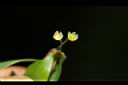 錫蘭葉下珠-花09.JPG