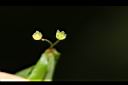 錫蘭葉下珠-花11.JPG